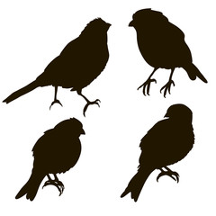 Silhouette of a bird isolated different angles