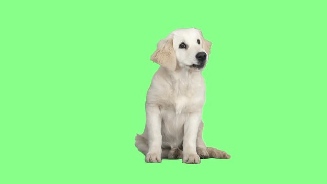 golden retriever looks carefully and lickens on green screen