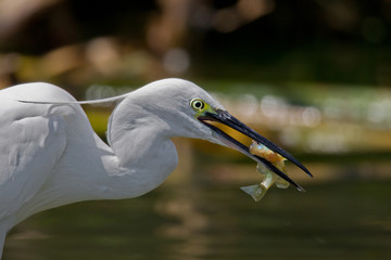 animal