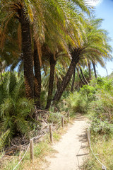 Pathway through Palm forest near Preveli beach in Crete Greece
