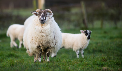 Big fluffy Irish wool sheep 