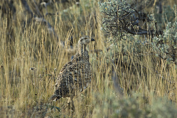 animal