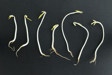 Fototapeta na wymiar Bean sprouts on black background
