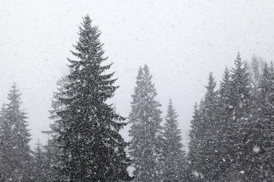 Heftiger Schneeschauer im Fichtenwald