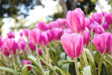 colorful Tuilip in the garden.
