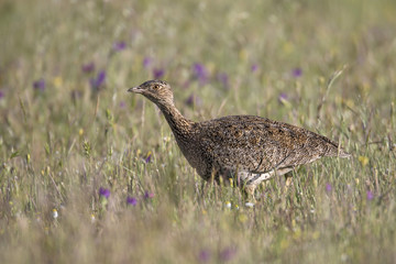 animal