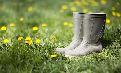 Springtime and gardening concept - wellington boots and dandelion flowers in the grass