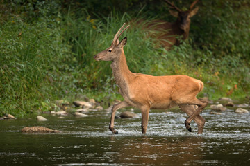 animal