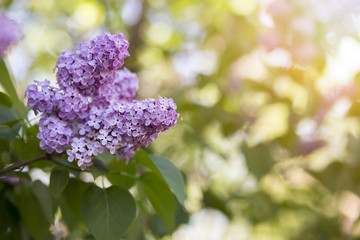 Greeting card idea - beautiful Easter lilac flower in Spring