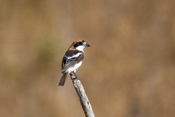 animal