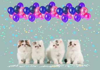 Vier niedliche Perser Katzen mit Ballons und Konfetti