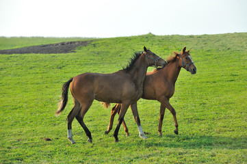 Fototapeta premium サラブレッド