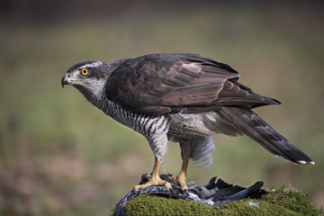 animal