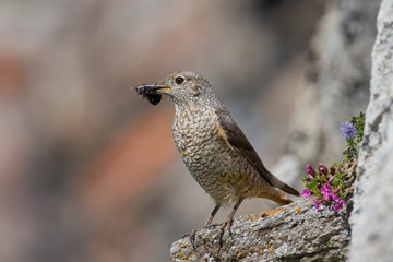 animal