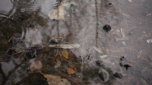 closeup video of puddle in the park and pouring rain in autumn