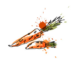 Carrot, drawing by watercolor and ink with paint splashes on white background.