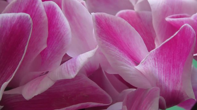Cyclamen, or Drjakva, or Alpine violet is a genus of plants in the family Myrsinaceae family Primulaceae 