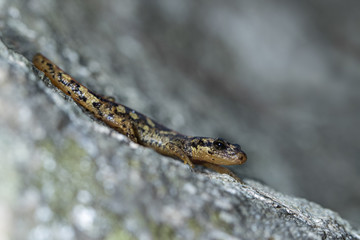 animal
