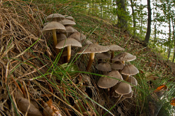 Fototapeta premium mushroom