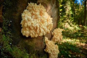 Arboreal fungus of the genus Hericium which is rare in Poland