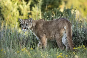 Fototapeten Puma Tier  © Fabrizio Moglia