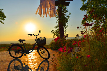 Fototapeta premium Silhouette of bicycle in flower garden and sunset at evening time.