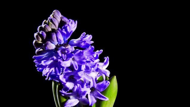 Beautiful blue hyacinth flower opening, time lapse video