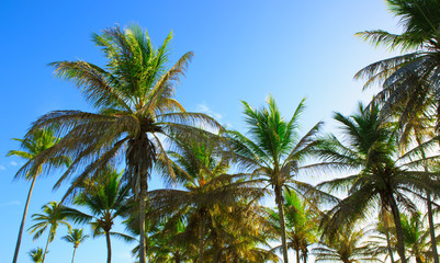 Fototapeta na wymiar Palm trees and blue sky .