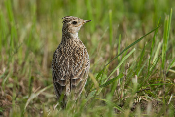 animal