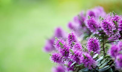 beautiful veronica flowers