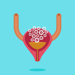 Bladder vector illustration