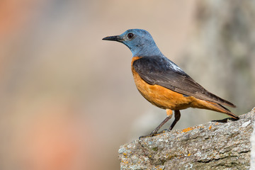 animal