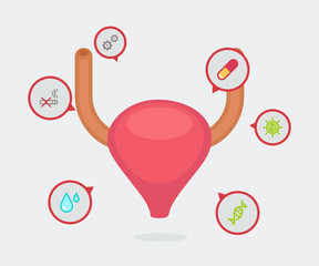 Bladder vector illustration