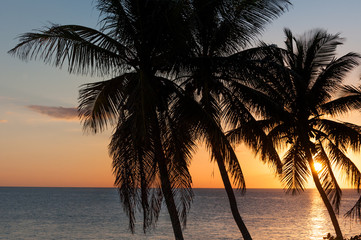 Sun setting behind palm trees silhouettes in Florida Keys
