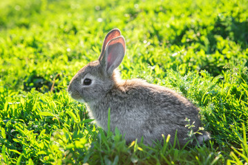 A funny grey rabbit sitting in a sunny grass. Beautiful young small rabbit on the green grass in summer day.