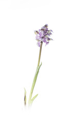 Obraz premium orchid