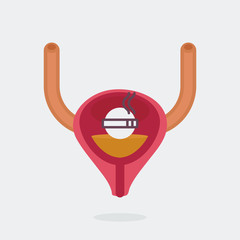 Bladder vector illustration