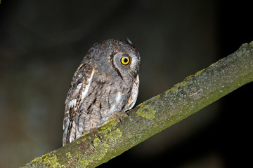 animal