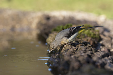 Obraz premium animal