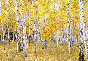 Fototapety  autumn forest