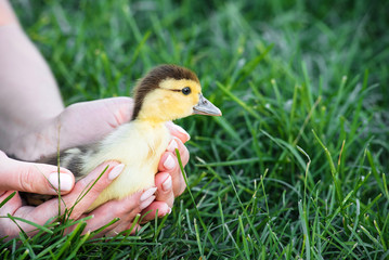 A nice yellow duckling going into the grass from female hands grass background. One small chick in woman's hand. Outdoor shot.
