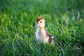 A cute duckling sitting in a green fresh summer garden.