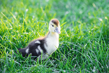 A small yellow duckling exploring the green grass. Closeup of little yellow fluffy duckling in grass at sunny summer day.