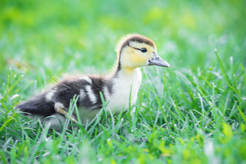A small yellow duckling walking in a green grass.