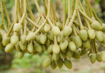 durian's flower in nature