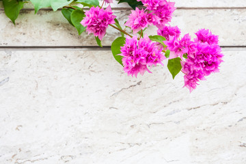 Bougainvillea flowers