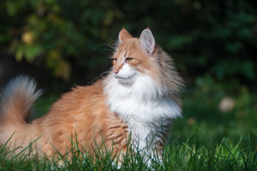 Naklejka na ściany i meble Rote Katze erkundet den Garten im Sonnenschein
