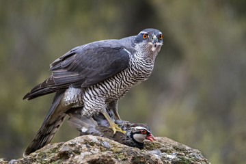 animal