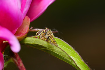 Two bees in mating
