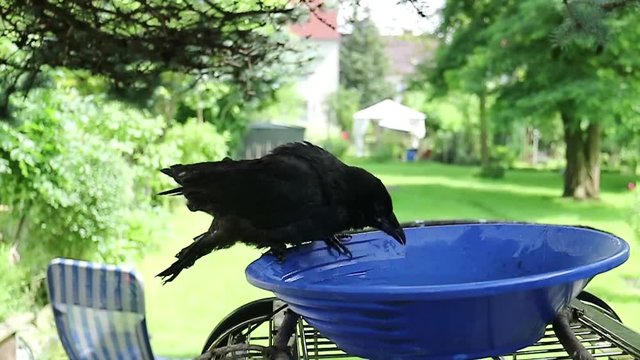 junge kr&auml;he, rabe, vogel